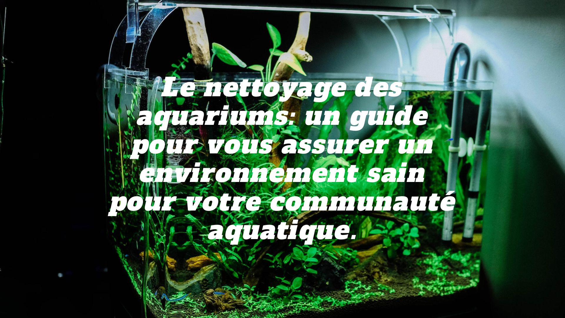 Nettoyage aquarium